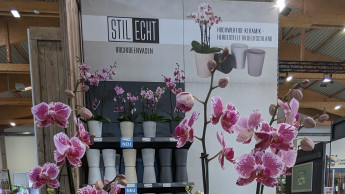 Orchideen sind auch 2023 die meistgekaufte Zimmerpflanze