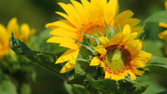 Sommer-Deko für Garten, Terrasse und Balkon