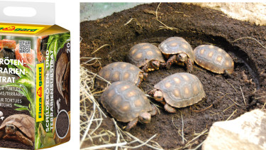 Einstreu für Schildkröten und andere Reptilien