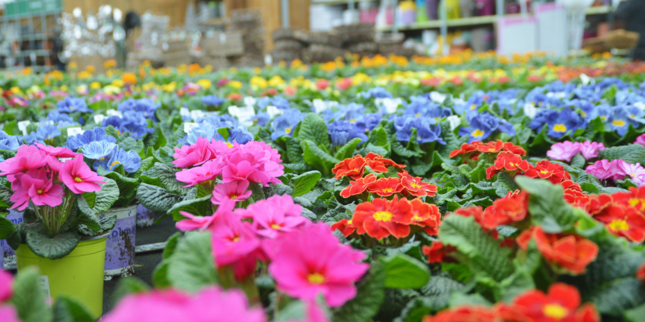 Die Gartenverkaufsfläche in Deutschland wächst.