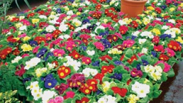 Garten News