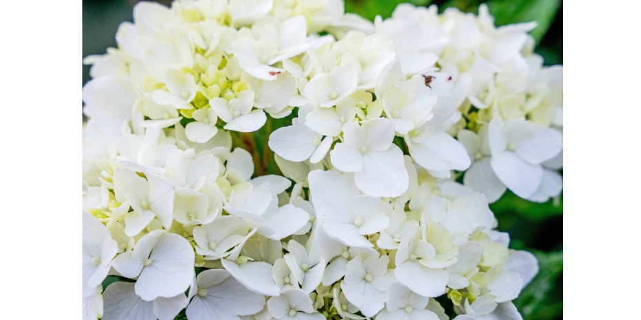 Reinweiße Hortensien liegen im Trend –&nbsp;so beispielsweise die Sorte „Dream Cloud“&nbsp;der Marke Endless Summer.