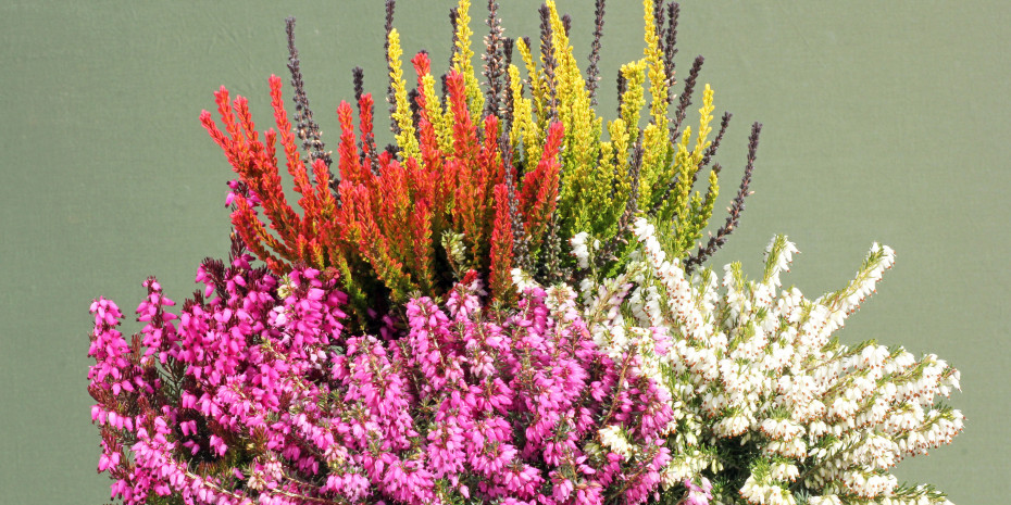 Sunset-Girls mit den bienenfreundlichen Erica carnea für das Frühjahr