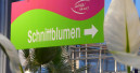 Blumen und Pflanzen wieder auf dem alten Niveau