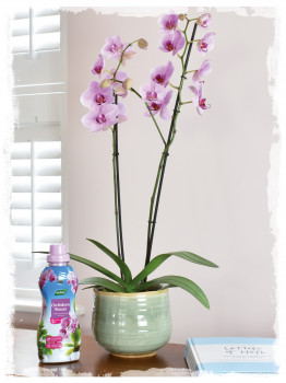 Seramis, Westland Orchideen Wasser