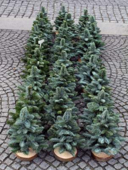 Es werden immer mehr Weihnachtsbäume im Topf verkauft.
