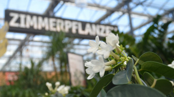 Markt für Blumen und Pflanzen erreicht Rekordvolumen