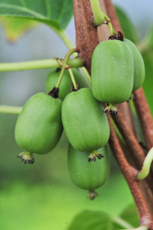 Häberli, Beerenkiwi