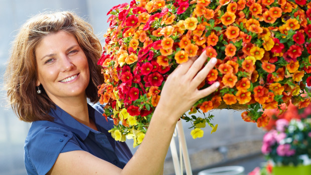 Auch eine Hängeampel mit Zauberglöckchen (Calibrachoa) wäre ein schönes Geschenk zum Muttertag - und läge im Trend: Statt Blumen werden immer mehr lebende Pflanzen verschenkt, in diesem Jahr wohl auch verstärkt aus dem Bereich Beet und Balkon. Bild: GMH