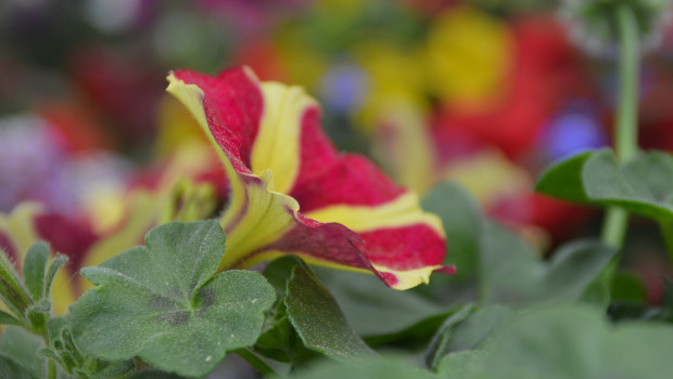 Gegen die guten Vorgaben aus dem Mai 2022 sind die Gartenhandelszahlen in diesem Jahr deutlich abgefallen.