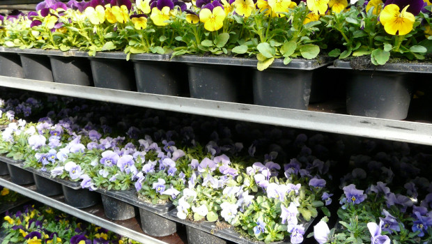 Blumen, Pflanzen und Gartenzubehör ist den Deutschen im Schnitt weniger Wert als Nachbarn wie den Niederländern oder auch den Österreichern.