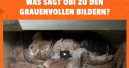 Weiterhin Kleintiere in einzelnen Obi-Märkten