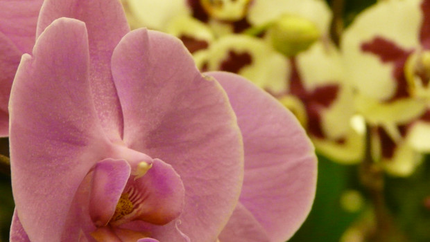 Topf-Orchideen haben ihre Position im Ranking 2014 gehalten.
