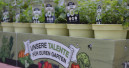 Toom bietet Pflanzen aus torfreduzierter oder torffreier Anzucht