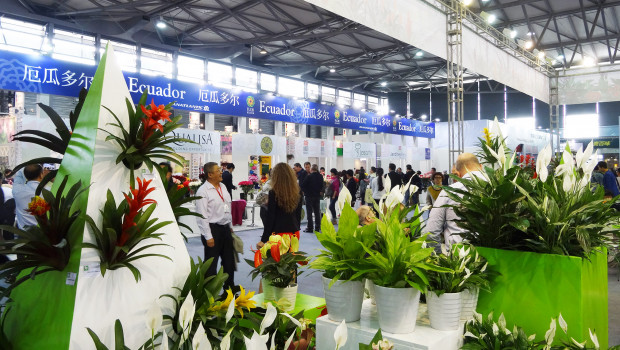 Ecuador wird wieder einen Nationenstand auf der Hortiflorexpo IPM in Shanghai haben.