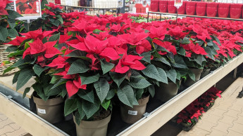 Weniger Zierpflanzenbetriebe, weniger Anbaufläche