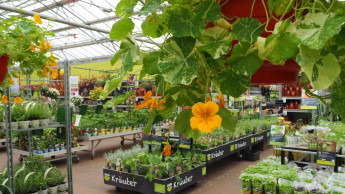 Gartenhandel im Mai nominal erstmals wieder im Plus