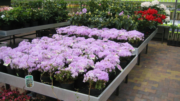 Der Verkauf vor allem von Gartenpflanzen hatte im vergangenen Jahr extrem unter dem Wetter zu leiden.