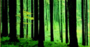 Deutsche Regeln im europäischen Wald
