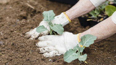 Branchenreport Garten zeigt positive Entwicklung