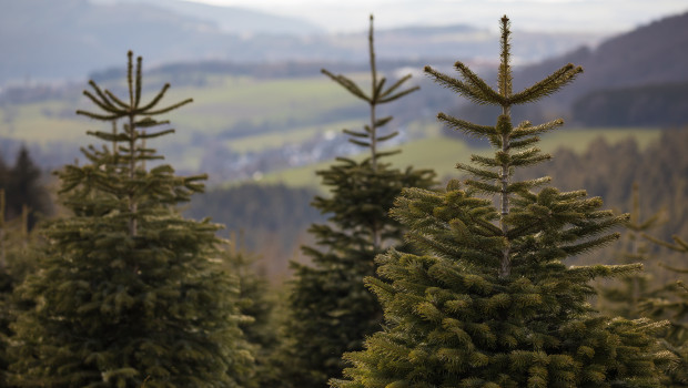 Auf der Christmasworld 2026 können Besucherinnen und Besucher in Halle 6.1 natürliche Weihnachtsbäume entdecken.  Auf der Christmasworld 2026 können Besucherinnen und Besucher in Halle 6.1 natürliche Weihnachtsbäume entdecken.