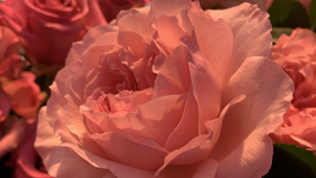 Es muss nicht immer Rot sein: Zum Valentinstag 2022 bekam die Teuerste gerne auch mal eine Rose in Rosa - die war schließlich nicht die teuerste...