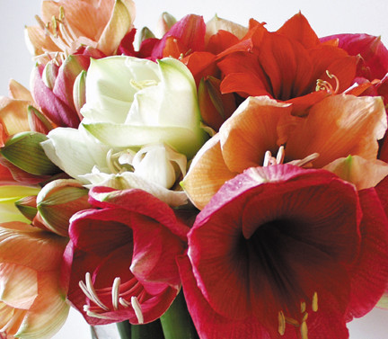 Amaryllis
Amaryllis