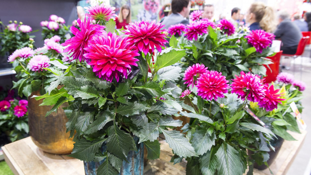 Die IPM Essen versteht sich als die Bühne für Neuheiten im Gartenbau. Die nächste Ausgabe der Weltleitmesse findet vom 25. bis 28. Januar 2022 in der Messe Essen statt.