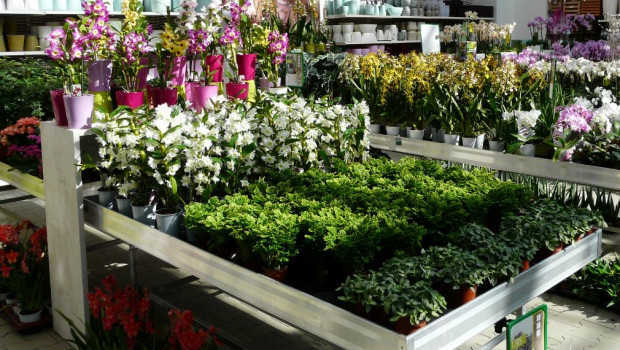 Der Gartenhandel lag den Destatis-Zahlen zufolge mit seinen Umsätzen im September über Vorjahr, im gesamten dritten Quartal jedoch darunter. Der Gartenhandel lag den Destatis-Zahlen zufolge mit seinen Umsätzen im September über Vorjahr, im gesamten dritten Quartal jedoch darunter.