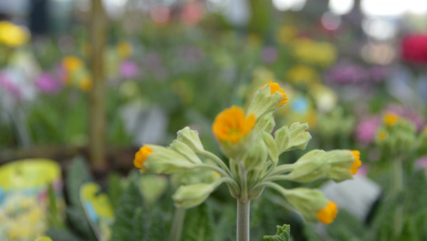 Blumen und Pflanzen waren gefragt im zweiten Pandemiejahr 2021.