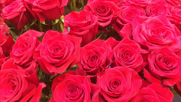 Der Klassiker geht immer: Rote Rosen bleiben das Top-Produkt zum Tag der Liebenden.