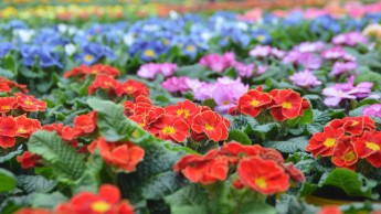 Blumen und Zierpflanzen überstehen den Sommer besser als gedacht