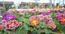 Gartencenter-Check morgen Abend im ZDF