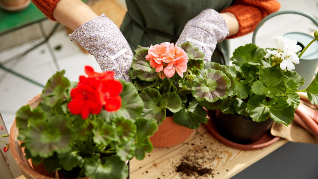 Kaufland fordert von seinen Lieferanten im Bereich Blumen und Pflanzen verbindliche Zertifizierungsstandards.