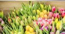 Aldi verkauft bald nur noch nachhaltige Blumen und Pflanzen