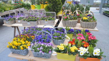 Die Struktur des Marktes für Schnittblumen und Pflanzen