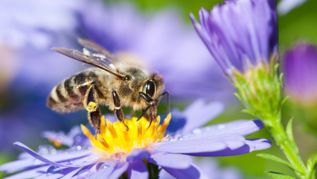 Toom setzt deutschlandweit gemeinsam mit dem Naturefund e. V. und der Lebenshilfe Bepflanzungsprojekte um  (Bild: Copyright: toom_shutterstock/MMCez).