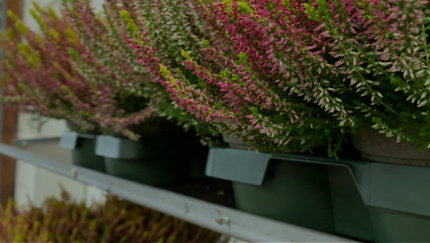 Mit Mehrwegtrays will Bellaflora künftig Plastikmüll einsparen.