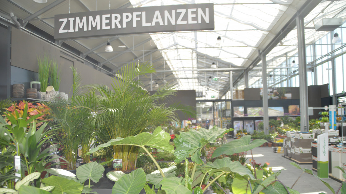 Blumen und Zierpflanzen erstmals üb... diy online