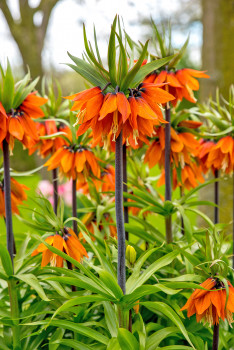 Kiepenkerl, Kaiserkrone ‘Orange Beauty‘