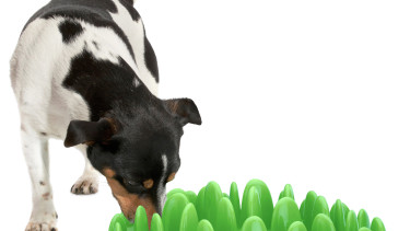 Slow Food für den Hund