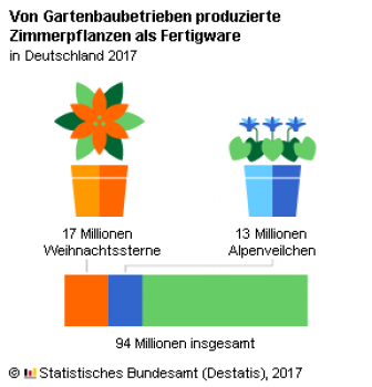 Weihnachtssterne waren laut der Destatis-Erhebung die bedeutendsten Zimmerpflanzen im Jahr 2017.