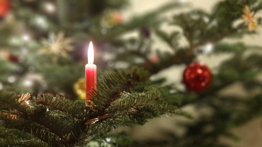 Preise für Weihnachtsbäume steigen moderat