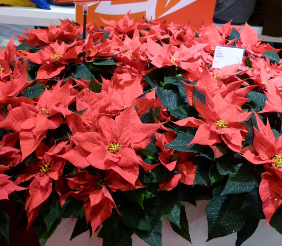 Auf zehn Prozent konnten die Weihnachtssterne ihren Anteil an den Ausgaben für blühende Zimmerpflanzen steigern. Sie liegen damit auf Platz zwei hinter den Topforchideen bei den Top Ten der blühenden Zimmerpflanzen. Foto: Grimminger Auf zehn Prozent konnten die Weihnachtssterne ihren Anteil an den Ausgaben für blühende Zimmerpflanzen steigern. Sie liegen damit auf Platz zwei hinter den Topforchideen bei den Top Ten der blühenden Zimmerpflanzen. Foto: Grimminger