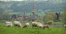 Deutschlands grüne Holzkohle