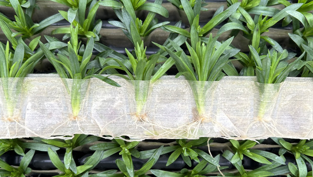 im System "RSC 2.0" werden die Stecklinge substratfrei und in biologisch abbaubaren Papiertaschen produziert. 