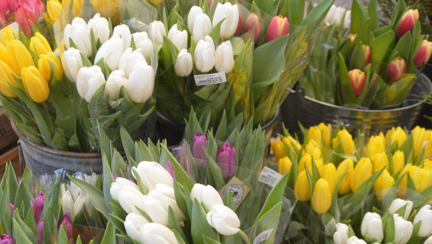 Tulpen nicht nur aus Amsterdam waren in der KW 8 bei Flora Holland besonders beliebt.