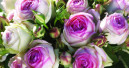Die schönste Rose