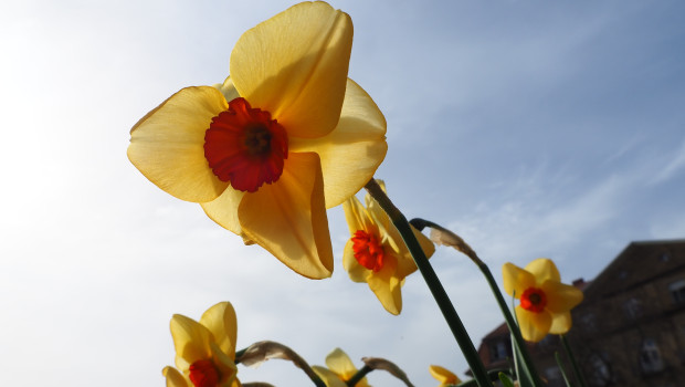 Im Deutschen wird die Gelbe Narzisse ja auch Osterglocke genannt - was für ein schöner Name. 