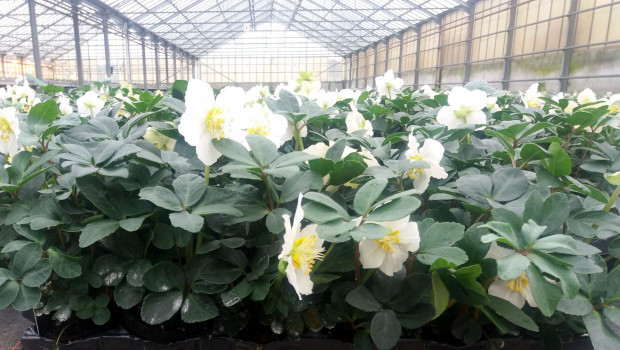Schnee- oder Christrose, botanisch Helleborus: Selecta one übernimmt die Züchteraktivitäten von Bock Bio Science. Schnee- oder Christrose, botanisch Helleborus: Selecta one übernimmt die Züchteraktivitäten von Bock Bio Science.